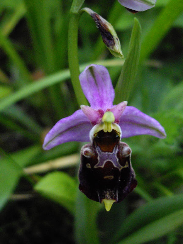 Ophrys fuciflora